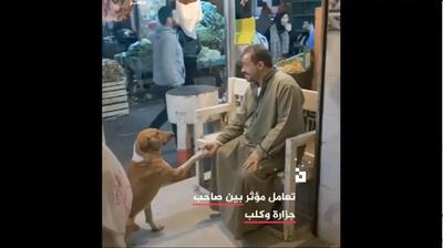  سگی که با قصاب دست داد و غذای رایگان گرفت (فیلم)