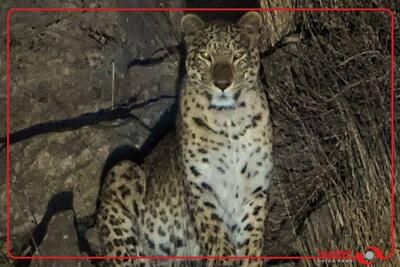  ثبت تصاویری جدید از پلنگ ایرانی دهلران