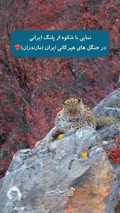  کلیپ با شکوه از پلنگ ایرانی در مازندران