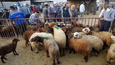 قیمت دام زنده امروز ۸ دی 1404 + جدول