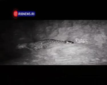 ثبت تصاویری جدید از پلنگ ایرانی دهلران