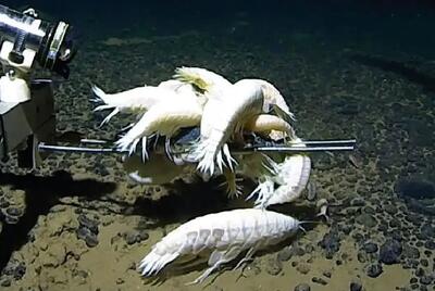 عجیب‌ترین موجود اعماق اقیانوس؛ جانوری شبح‌مانند | عکس