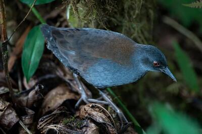 پرواز دوباره پرنده منقرض شده از دل تاریخ