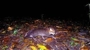 گربه مرموز تایلندی پس از ۳۰ سال غیبت بازگشت | ویدئو