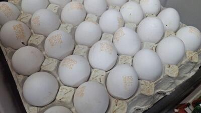 قیمت هر عدد تخم مرغ به 10 هزار تومان رسید