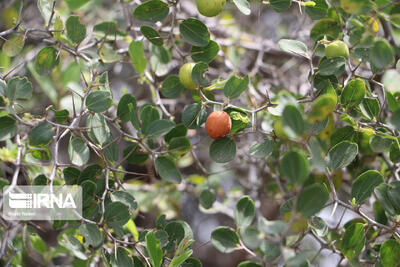 «کُنار» ظرفیت مغفول باغبانی و منابع طبیعی در جنوب کرمان