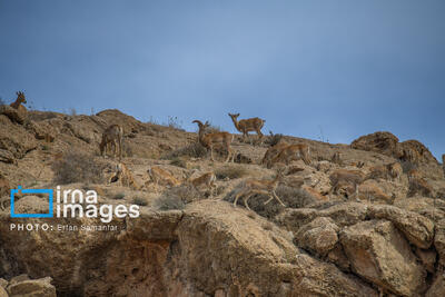 ۳ منطقه جدید به مناطق تحت حفاظت سازمان محیط‌زیست اضافه شد