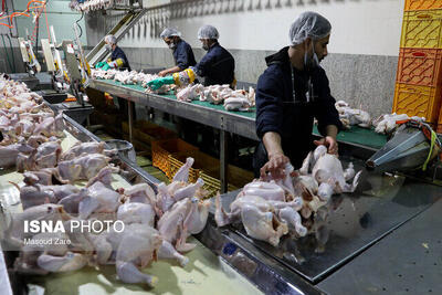  وضعیت تولید مرغ زنده در بروجرد کاملاً مطلوب است