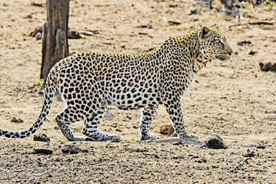  حمله پلنگ به دام‌های اهلی رودان/ ۶ رأس بز تلف شد