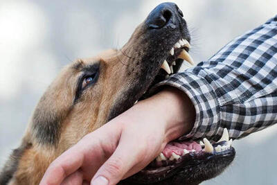  کاهش ۸ درصدی گازگرفتگی سگ در مازندران