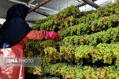  کشمش کاشمر؛ برند ماندگار باغ‌های ترشیز در مسیر توسعه صنعتی و صادراتی