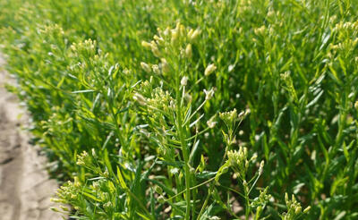  کشت کاملینا در شهرستان کوهدشت لرستان آغاز شد