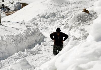 لحظه نجات گاوهای دفن شده در زیر برف در کردستان عراق+فیلم