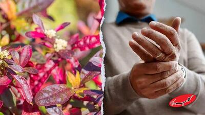  این گیاه برزیلی در درمان روماتیسم معجزه می‌کند - کلبه سرگرمی