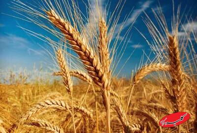  نرخ خرید تضمینی گندم سال جدید کی اعلام می‌شود؟ - کلبه سرگرمی