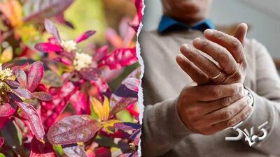 این گیاه برزیلی در درمان روماتیسم معجزه می‌کند - مجله اینترنتی کولاک