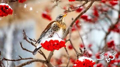 ۳ موج بارشی در راه است؛ زمان ورود اعلام شد/ این سامانه ها کدام استان ها را در برمی‌گیرد - مجله اینترنتی کولاک