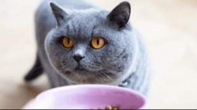 بهترین رژیم غذایی برای گربه‌های عقیم‌شده؛ جلوگیری از اضافه وزن و مشکلات ادراری - مردم سالاری آنلاین