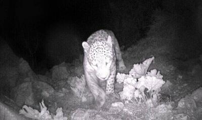 ثبت تصاویری جدید از پلنگ ایرانی در دهلران