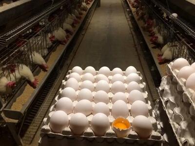 تخم‌مرغ ۳۰۰ هزار تومان شد!