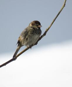 دنیای گنجشک‌ها