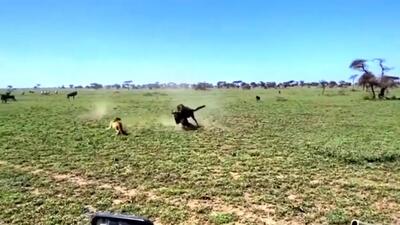  فیلم غریزه مادری گوزن در برابر شیر شکارچی