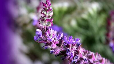 خواص دارویی مریم گلی + پاسخ به 13 سؤال پرتکرار کاربران