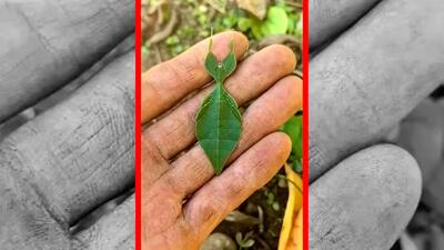  فیلم حشره‌ای که با برگ‌ها یکی می‌شود