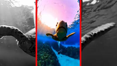  فیلم واکنش لاکپشت آبی نسبت به لنز دوربین