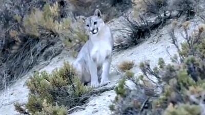  فیلم شکار پنگوئن توسط پوما