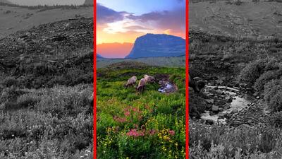  فیلم زیبایی قوچ‌ها در کوهستان سرسبز