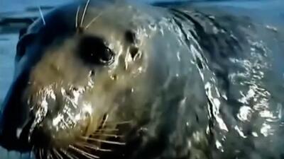  فیلم طبیعت وحشی و نمایش قدرت فک‌ها