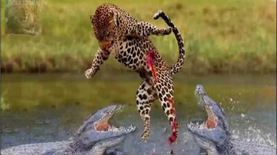  فیلم مستند حیات‌وحش / استراتژی مرگ؛ زهر جگوار علیه غول کروکدیل