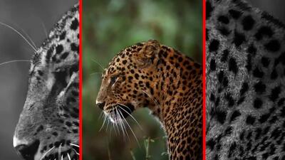  فیلم نگاه خیره کننده پلنگ به دوربین