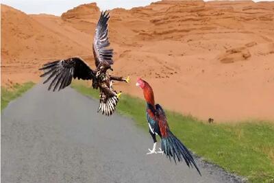  جذابیت حیات وحش / عقاب وقتی میفهمد خروس مبارز است که دیگه دیر است