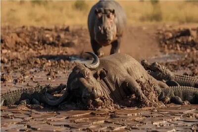  حیات وحش؛ اسب آبی رفاقتو در حق بوفالو تموم میکنه