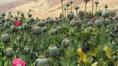 زمان کشت گیاهان مخدر پایه در ایران اعلام شد