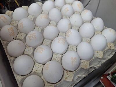 افزایش قیمت تخم‌مرغ در بازار مصرف