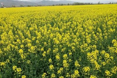 پیش‌بینی تولید ۴۰۰ هزار تن دانه‌های روغنی