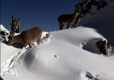 پایش جمعیتی سلاطین کوهستان/ بررسی حال و روز علف‌خواران بزرگ جثه - تسنیم