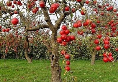 «نجات آب» ــ 50 | مزایای مزرعه‌ها و باغ‌های چندکِِشتی و تنوع‌ در مزرعه - تسنیم