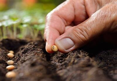 تولید بیش از 23 هزار تن بذر گواهی شده غلات در خراسان رضوی - تسنیم