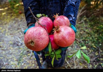 ثبت جشنواره شکرانه انار عقدا در تقویم ملی گردشگری - تسنیم