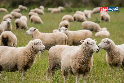 قیمت دام زنده امروز ۸ دی 1404 / نرخ گوساله و گوسفند روند صعودی را پیش گرفتند + جدول