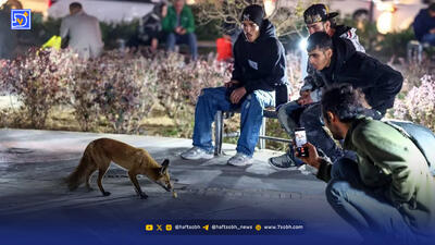 جولان روباه‌ها در شهر