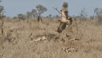 حمله همزمان عقاب و دو شغال گرسنه به یک آهو