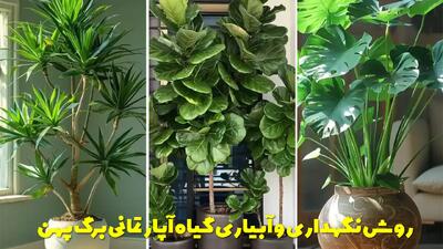  روش نگهداری و آبیاری گیاه آپارتمانی برگ پهن + مشخصات و ویژگی ها