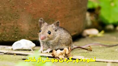  نحوه دور کردن موش از خانه با 13 روش واقعی و بی خطر که حتما باید بدانید