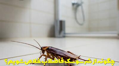  چگونه از شر سوسک فاضلاب خلاص شویم؟ بهترین روش از بین بردن سوسک چاه دستشویی