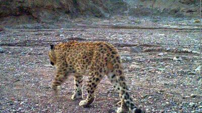  ثبت تصاویری جدید از پلنگ ایرانی در دهلران